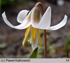 Erythronium albidum