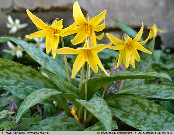 Erythronium americanum (psiząb amerykański)