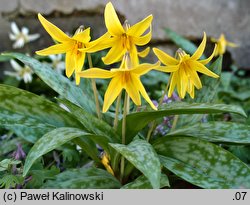 Erythronium americanum (psiząb amerykański)