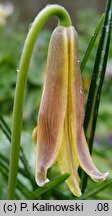 Erythronium americanum (psiząb amerykański)