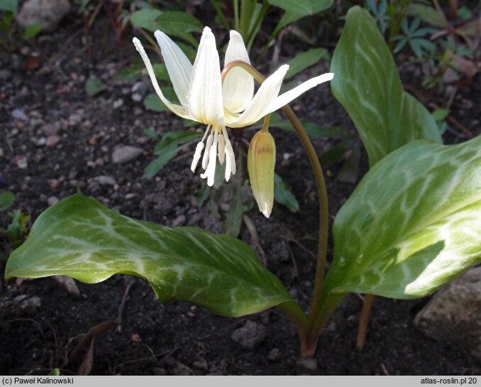 Erythronium californicum (psiząb kalifornijski)