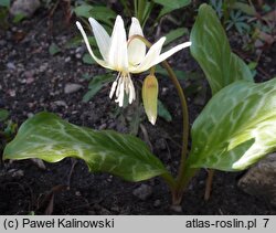 Erythronium californicum (psiząb kalifornijski)