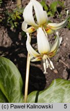 Erythronium californicum (psiząb kalifornijski)