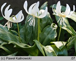 Erythronium White Beauty