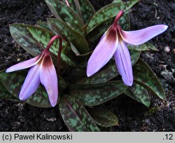 Erythronium dens-canis (psiząb liliowy)