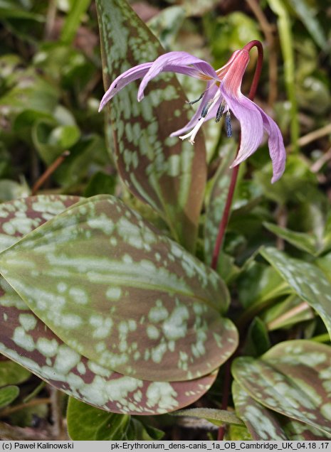 Erythronium dens-canis (psiząb liliowy)