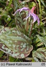 Erythronium dens-canis (psiząb liliowy)