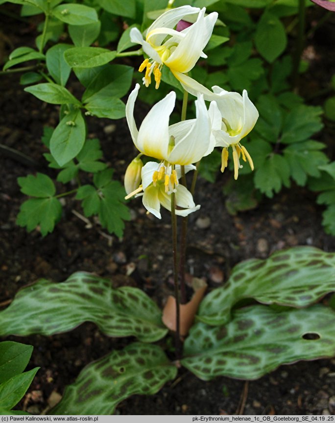 Erythronium helenae