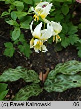 Erythronium helenae