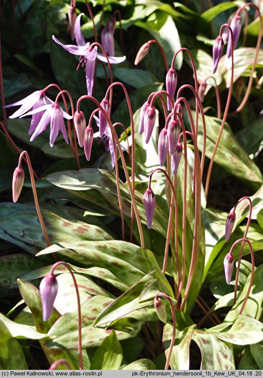 Erythronium hendersonii (lilia Hendersona)