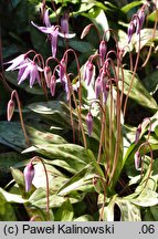 Erythronium hendersonii (lilia Hendersona)