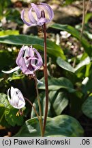 Erythronium hendersonii (lilia Hendersona)