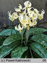 Erythronium oregonum