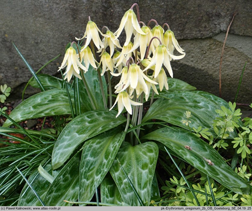 Erythronium oregonum