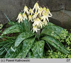 Erythronium oregonum