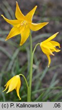 Erythronium tuolumnense