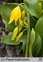 Erythronium tuolumnense