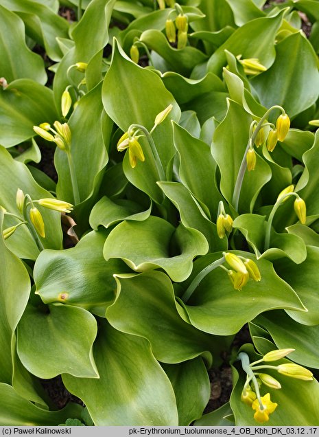 Erythronium tuolumnense