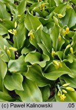 Erythronium tuolumnense