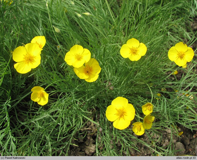 Eschscholzia lobbii