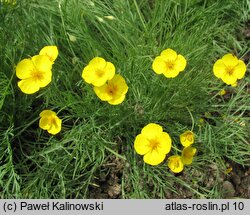 Eschscholzia lobbii