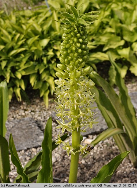 Eucomis pallidiflora ssp. pole-evansii (koronówka jasnokwiatowa)