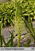 Eucomis pallidiflora ssp. pole-evansii (koronówka jasnokwiatowa)