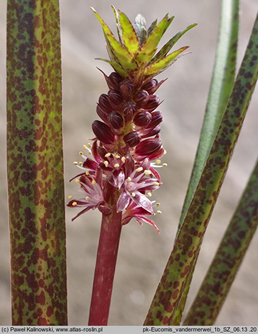 Eucomis vandermerwei