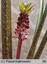 Eucomis vandermerwei