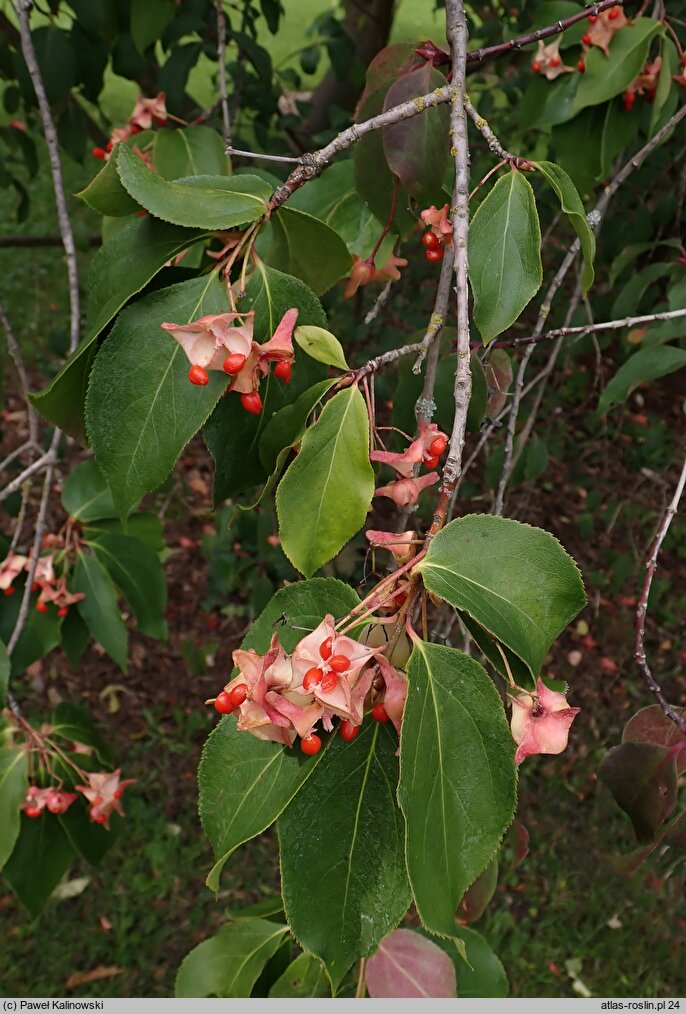 Euonymus fimbriatus (trzmielina himalajska)