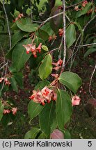 Euonymus fimbriatus (trzmielina himalajska)