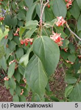 Euonymus fimbriatus (trzmielina himalajska)