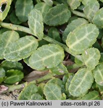 Euonymus fortunei Kewensis