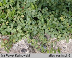 Euonymus fortunei Kewensis