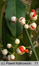 Euonymus fortunei (trzmielina Fortune'a)