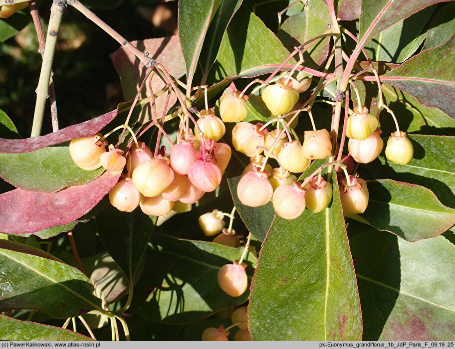 Euonymus grandiflorus (trzmielina wielkokwiatowa)