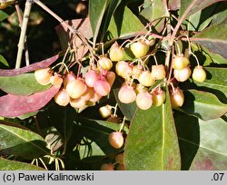 Euonymus grandiflorus (trzmielina wielkokwiatowa)