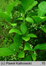 Euonymus hamiltonianus (trzmielina Hamiltona)