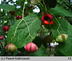 Euonymus hamiltonianus (trzmielina Hamiltona)