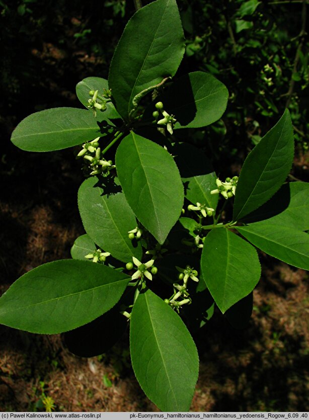 Euonymus hamiltonianus (trzmielina Hamiltona)