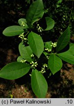 Euonymus hamiltonianus (trzmielina Hamiltona)