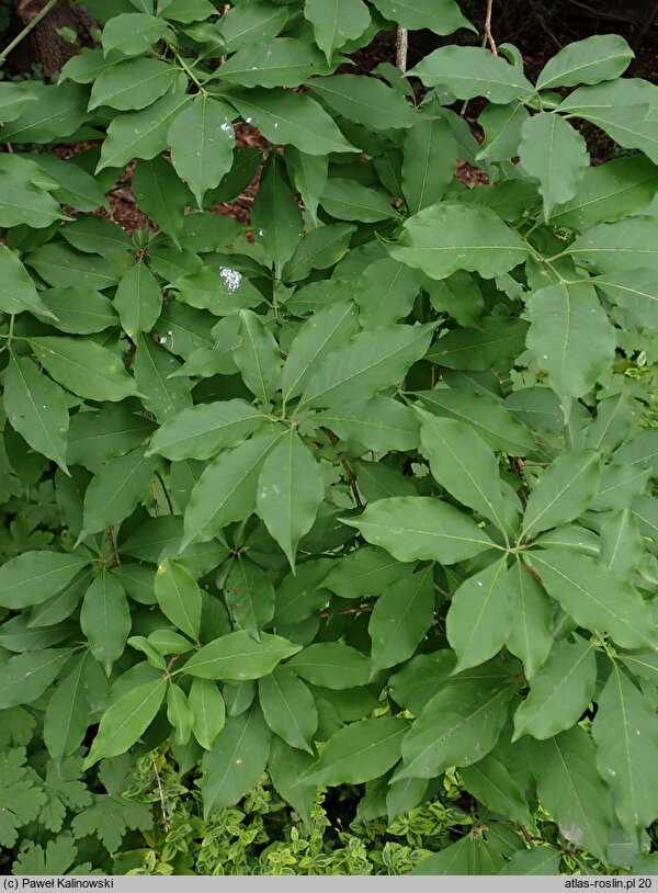 Euonymus hindsii