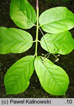 Euonymus latifolius (trzmielina szerokolistna)