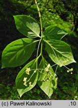 Euonymus latifolius (trzmielina szerokolistna)