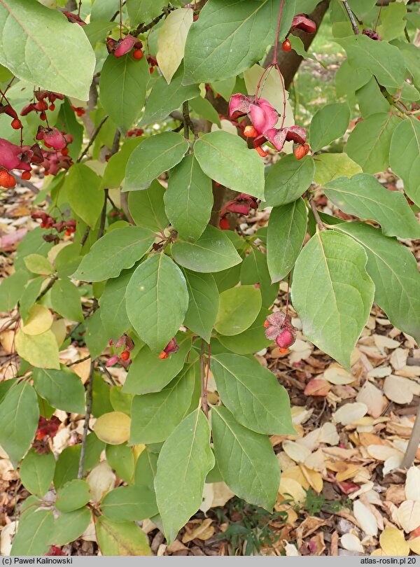 Euonymus latifolius (trzmielina szerokolistna)