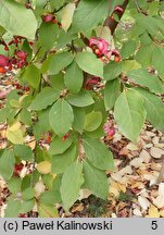 Euonymus latifolius (trzmielina szerokolistna)