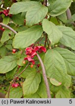 Euonymus latifolius (trzmielina szerokolistna)