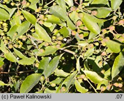 Euonymus myrianthus (trzmielina wielokwiatowa)