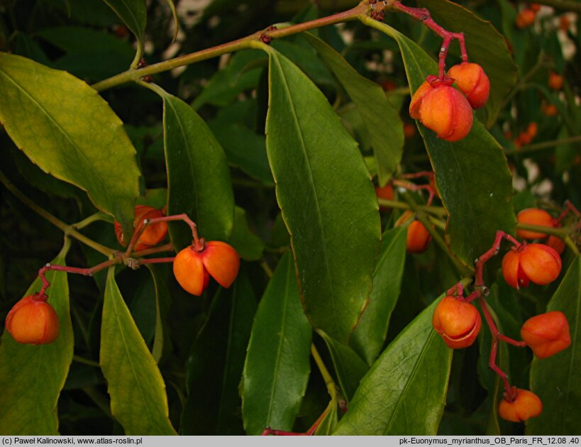 Euonymus myrianthus (trzmielina wielokwiatowa)