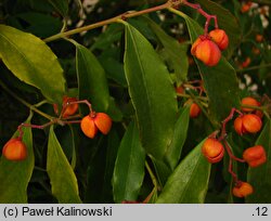 Euonymus myrianthus (trzmielina wielokwiatowa)